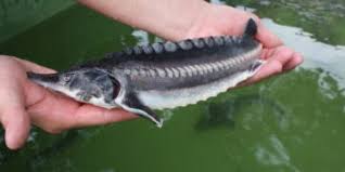 45+ schön bilder störfisch hausen : Original Hausen Huso Huso Fischzucht Rhonforelle Beluga