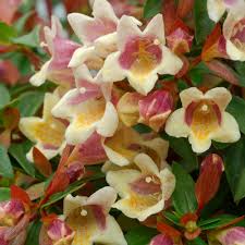 Get hedges that grow in shades, varieties of plants & hedges ideal for gardens with ample evergreen. Shade The Good Stuff Proven Winners