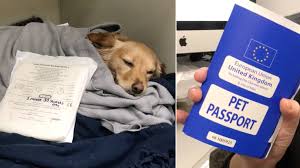Animals travelling within any european union country need to be accompanied by a pet passport. Pet Passports Won T Work After No Deal Brexit Exclusive Lbc