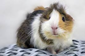 Pin On Guinea Pigs