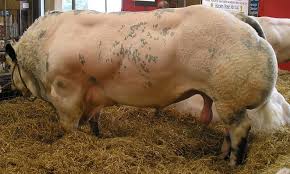 The color is within certain genotypes. Belgian Blue From Vetlexicon Definitive Veterinary Intelligence