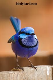 Pretty Animal Fairy Wren Pretty Animals Colorful Bird Tattoos Animals