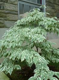 He was replaced in the lineup by another michigan. Plants Of The Week August 1 Scott Arboretum