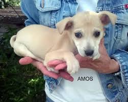 La corretta socializzazione di un cucciolo di rat terrier include l'esposizione dell'animale a un'ampia. Pin Su Cani