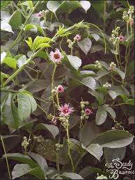 Image result for Telfairia