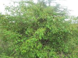 Image result for Croton dichogamus