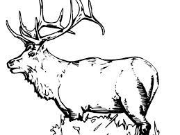 The elk is the second largest deer, smaller than the moose and larger than the red deer. Elk Coloring Pages For Kids Download Print Online Coloring Pages For Free Color Nimbus