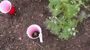 Find facts about their habitats and control methods. Organic Pest Control And The Roly Poly Growing Spaces