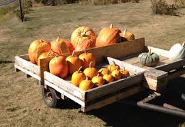 Good for a seasonal decoration for halloween. Cooking Pumpkin Take The Pumpkin Challenge Land O Lakes