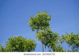 Image result for Meliaceae