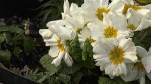 Live breaking news, national news, sports, business, entertainment, health, politics and more from ctvnews.ca. 46th Greater Victoria Flower Count Launches With New Message For Pandemic Ctv News