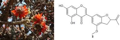 Image result for Erythrina sacleuxii