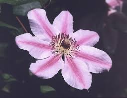 Image result for Clematis uhehensis