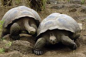Aldabra Tortoise - Namuwiki