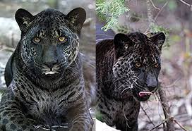 Jaglion A Rare Mix Of A Jaguar And A Female Lion Animals Wild Cats Animal Planet