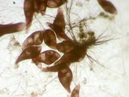 Image result for Blepharis stuhlmannii