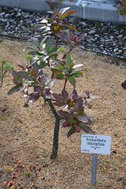 Image result for Acokanthera oblongifolia