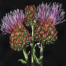 The Language Of Flowers Artichoke Cynara Scolymus Desire It Won T Give