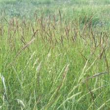 Image result for Aristida stenostachya