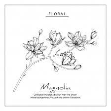 Magnolia Flower Drawings Vintage Hand Drawn Botanical Illustrations Flower Drawing Line Art Flowers Pencil Drawings Of Flowers