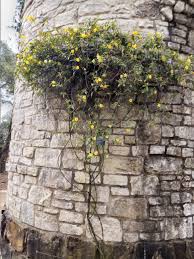 Image result for Gelsemiaceae