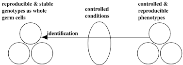 The Genotype Phenotype Distinction Stanford Encyclopedia Of