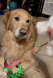 😂🤗 Le perdono todo! Es mi bebe 😊 #goldenretriever #perrostiktokers  #hispanictiktok #lovedogs