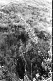 Image result for Antherotoma angustifolia