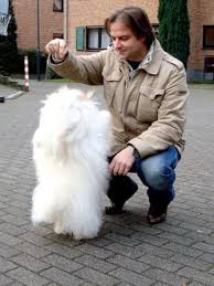 The coton de tulear originates from the island of madagascar, off the coast of tulear was once a popular port of merchant ships sailing the indian ocean, and it is believed that around the 15th or 16th. Coton De Tulear Hundin Zita