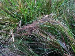 Image result for Heteropogon contortus