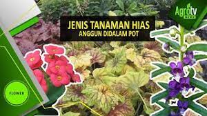Dengan begitu tak heran jika tanaman ini cukup cocok sebagai tanaman hias rumahan. Jenis Tanaman Hias Dalam Pot Yang Anggun Youtube