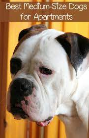 5 Best Medium Size Dogs For Apartments Dog Vills Best Medium Sized Dogs Medium Sized Dogs Breeds Apartment Dogs