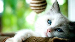 Welcome to the pet charity website …. Covid Scientists Find More Evidence Of Human To Cat Transmission Bbc News