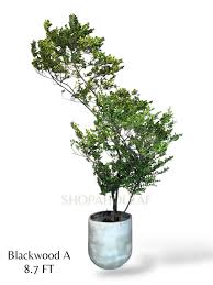 Image result for Tristellateia africana