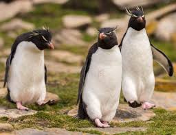 <> embed code + share video download video. Antarctica The Trip Of A Lifetime