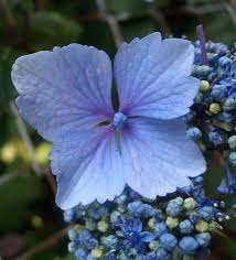 Pin On Flower