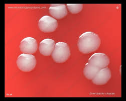 Image result for Enterobacter