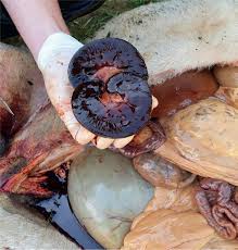 Image result for Copper Poisoning