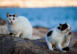 In italia, ad esempio, la giornata nazionale del gatto cade ogni anno il 17 febbraio, con eventi e manifestazioni lungo tutto il territorio della penisola. Giornata Mondiale Del Gatto Iva Cure E Alimenti Sia Agevolata Animali Ansa It
