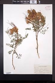 Image result for Erythrostemon gilliesii