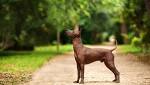 Puppyfinder: Xoloitzcuintli (Mexican Hairless) puppies ...