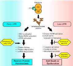 Figure 2 From Shiga Toxin Therapeutics Beyond Neutralization Semantic Scholar
