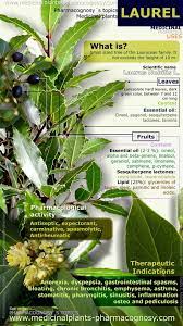 Laurel Health Benefits Infographic Summary Of The General Characteristics Of The Laurel Plant Medicinal Prop Herbs Medicinal Plants Natural Healing Remedies