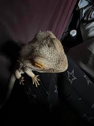 Profile for Ogre The Bearded Dragon and his many adventures