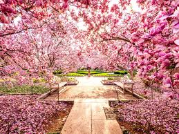 We did not find results for: Cherry Blossoms Giving Spring