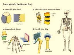 Seandainya penjelajahan bangsa eropa untuk menemukan rempah tidak seandainya verenigde oostindische campagne (voc) tidak berdiri di nusantara; Klasifikasi Sendi Tubuh Bagian 1 Asosiasi Pelatih Kebugaran Indonesia
