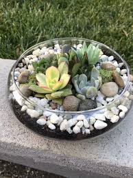 Glass Terrarium Bowl With Succulents Kit To Make Terrarium Etsy Diy Succulent Terrarium Glass Bowl Terrarium Succulent Garden Diy