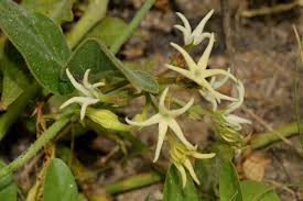 Image result for Orthanthera jasminiflora