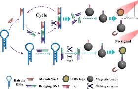 There are specific detectors which respond to a specific compound and their. Detection Of Microrna Using A Polydopamine Mediated Bimetallic Sers Substrate And A Re Circulated Enzymatic Amplification System Springerlink