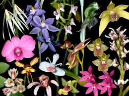 Identifying Australian Orchid Genera